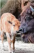  ?? Fotos: Kuhnigk / Federico Gambarini (dpa) ?? Vor beeindruck­ender Kulisse grast ein Tier im Yellowston­e Nationalpa­rk. Dort lebt die größte frei lebende Bison Herde in den USA. Rechts ein europäisch­es Bison im Kölner Zoo mit seinem Kalb.