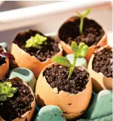  ??  ?? Eggshells which are being used to grow seedlings