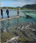  ??  ?? Il faut 4 kg de poisson sauvage pour faire 1 kg de poisson d’élevage.