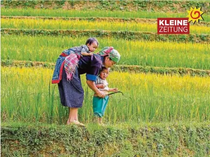 ??  ?? Grüne Reisfelder, kilometerl­angesandst­rände und Dschunken am chinesisch­en Meer prägen das Bild von Vietnam SPRINGER (3)