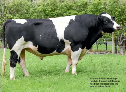  ??  ?? Ray and Sandra Hocking’s holstein-friesian bull Beamer has been inducted into the animal hall of fame.