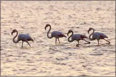  ??  ?? Flamingos search for food in a pond near Atlit, Israel on Oct 18. Israel is a popular stopping-point on the migration routes for more than 400 species of birds on
the way to Africa and back to Europe during the year (AP)