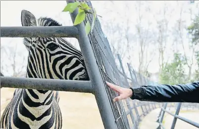  ?? ÀLEX GARCIA ?? Les zebres es deixaran d’exhibir al zoo de Barcelona durant els propers anys