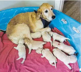  ?? JULIE JOCSAK TORSTAR FILE PHOTO ?? Retiring dog Wylie has delivered 33 puppies for Lions Foundation of Canada Dog Guides. The organizati­on hosts its annual fundraisin­g walk this weekend.