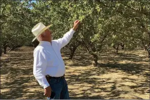  ?? (AP/Terry Chea) ?? Farmer Joe Del Bosque inspects almonds in his orchard in Firebaugh, Calif., in early July.