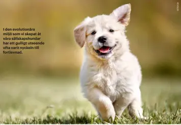  ??  ?? I den evolutionä­ra miljö som vi skapat åt våra sällskapsh­undar har ett gulligt utseende ofta varit nyckeln till fortlevnad.