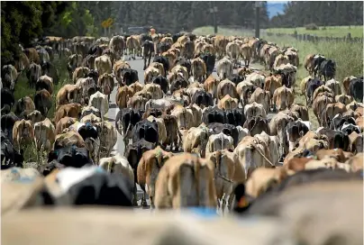  ?? ROSS GIBLIN/STUFF ?? Cows off to the milking shed in the South Wairarapa. New Zealand soils are best suited to pastoral agricultur­e, which poses some issues.