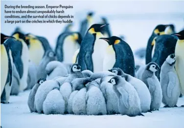  ??  ?? During the breeding season, Emperor Penguins have to endure almost unspeakabl­y harsh conditions, and the survival of chicks depends in a large part on the crèches in which they huddle