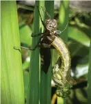  ??  ?? A female southern hawker dragonfly hatches in Stephanie Chadwick’s Bristol garden. Photograph: Stephanie Chadwick