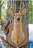  ?? STAFF FILE PHOTO ?? A mounted deer head is often more than a hunter bragging about success, writes “Guns & Cornbread” columnist Larry Case.