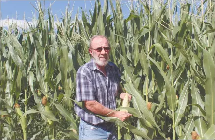  ??  ?? Optimistic… Vice chairperso­n of Agronomic Producers Associatio­n of Namibia Dawie de Klerk in his maize plantation.