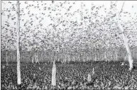  ?? PHOTO COURTESY OF THE ARKANSAS GAME AND FISH COMMISSION ?? This now-famous photo, shot by George Purvis with the Arkansas Game and Fish Commission, shows the scene on the Claypool Reservoir witnessed by 4 million live viewers of NBC’s
on Dec. 23, 1956. Wide Wide World