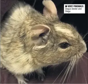  ??  ?? VERY FRIENDLY: Degus Dexter and Diego