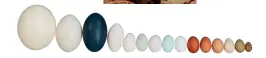  ??  ?? below: the clarence court egg range, from ostrich to quail