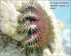  ??  ?? A crown-of-thorns starfish feeds on coral.