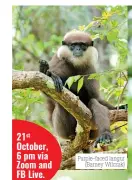  ?? ?? 21st October, 6 pm via Zoom and FB Live.
Purple-faced langur (Barney Wilczak)