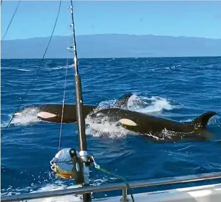  ??  ?? Raewyn Rautahi, from Bluff, has been told her footage is the first-ever proof of orca in Samoan waters.