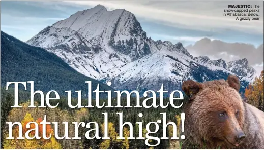  ??  ?? MAJESTIC: The snow-capped peaks in Athabasca. Below: A grizzly bear