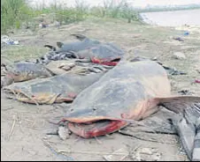  ?? HT ?? Dead fish on the banks of the Beas near Amritsar on Thursday.