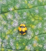  ??  ?? A mildew-eating ladybird at work on powdery mildew.