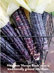  ??  ?? Heirloom ‘Navajo Black’ corn is traditiona­lly ground into flour.