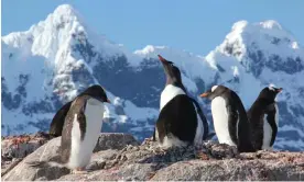  ?? Photograph: UK Antarctic Heritage Trust/PA ?? Gentoo penguins form part of Antartica’s astonishin­gly rich wildlife.