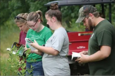  ?? PHOTOS BY CHARLES PRITCHARD - ONEIDA DAILY DISPATCH ?? Talon Abrams, right, Emily Farnier, Jenny Meislin and Amanda Gordon exam and identify plants at the Great Swamp Conservanc­y on July 2.