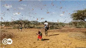  ??  ?? El cambio climático aumenta el riesgo de fenómenos climáticos extremos y de plagas que destruyen los cultivos. Como aquí: una plaga de langosta en Kenia, África. (30.01.201).