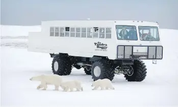  ?? - Robert R .Taylor photo. ?? The Tundra Buggy takes visitors into the heart of polar bear country in Wapusk National Park.