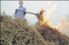  ?? BHARAT BHUSHAN/HT ?? A member of a farmer union burning paddy stubble at a Patiala village on Tuesday.