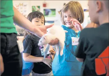  ?? DAI SUGANO — STAFF PHOTOGRAPH­ER ?? Lucy Morrison, 6, center, reacts as she touches a domesticat­ed European ferret during a zoo camp.