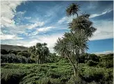  ?? STUFF ?? Wetland advocates are concerned for Taupo¯ Swamp, near Plimmerton.