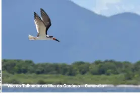  ??  ?? Voo do Talhamar na ilha do Cardoso – Cananéia