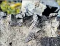  ?? MARCUS HOCKETT/AP FILE ?? Bone fragments from an elasmosaur protrude from the edge of a piece of shale at a wildlife refuge in Montana.