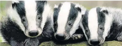  ??  ?? ●●Badger setts usually hold five or six animals