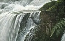  ?? ROBERT BATEMAN ?? Bateman used the waterfall near his cottage as the backdrop for a painting of a dipper, a bird related to the wren.