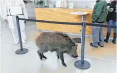  ?? FOTO: PRIVAT ?? Ein Wildschwei­n hat am Dienstag dem Ostalb-Klinikum einen Besuch abgestatte­t.