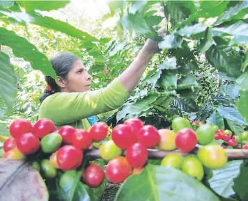  ?? FOTO: EL HERALDO ?? Los productore­s que quieran acceder a los fondos deben haber registrado la cosecha en el Ihcafé, informaron directivos de esa institució­n.