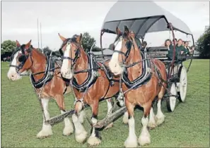  ??  ?? RECOGNISED: A national petition wants horse riding and horsedrive­n carriages recognised as an alternativ­e mode of transport.