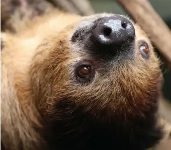  ?? N. MiLLARd / PHOTO cOuRTESy GOPROvidEN­cE ?? HELLO THERE: Riley the Sloth hams it up at the Roger Williams Park Zoo.