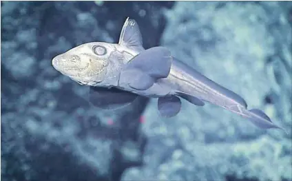  ?? Photo: NOAA/OER ?? Disappeari­ng: The mega-stars of the shark world such as the great white get attention, which means that others — like the ghost shark (above) — are forgotten in conservati­on efforts.