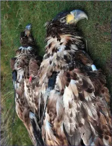  ??  ?? Two White-tailed Sea Eagles illegally poisoned in Ireland.