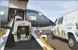  ?? Photo courtesy Maui Humane Society ?? One of 50 cats that were transferre­d to Silicon Valley from Maui leaves on a cargo plane Saturday.