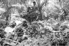  ?? — Reuters photo ?? MIDF Research believes that CPO production should increase significan­tly as palm trees are recovering from El Nino and they tend to produce more after having a resting period.