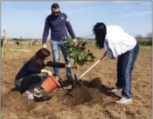  ?? NICOLE WINFIELD — THE ASSOCIATED PRESS ?? Farmer Rossella Paolini, left, plants a lemon tree with her relatives in their plot of land in Tor Tre Teste neighborho­od, Rome, Sunday. Dozens of families have started farming plots of land, tilling the soil and planting their first crops as a...