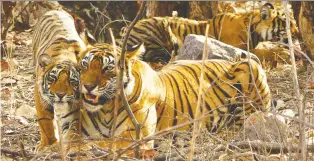  ?? THE ASSOCIATED PRESS ?? An expert says India must hold tiger habitats “sacrosanct” in the face of developmen­t.