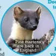  ??  ?? Pine martens are back in England