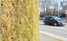  ??  ?? Eine Mooswand oder nächtliche Kehraktion­en gegen den Feinstaub in Stuttgart reichen dem Aktivisten Manfred Niess (Mitte) nicht aus. Er fordert eine autofreie Innenstadt.