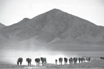  ?? Rick Bowmer/Associated Press ?? ■ Wild horses walk to a watering hole on June 29 outside Salt Lake City. Harsh drought conditions in parts of the American West are pushing wild horses to the brink and forcing extreme measures to protect them. Federal land managers have begun...