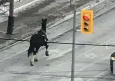  ?? DAVID PIKE ?? The runaway police horse ran down Fort York Blvd. on Monday afternoon.